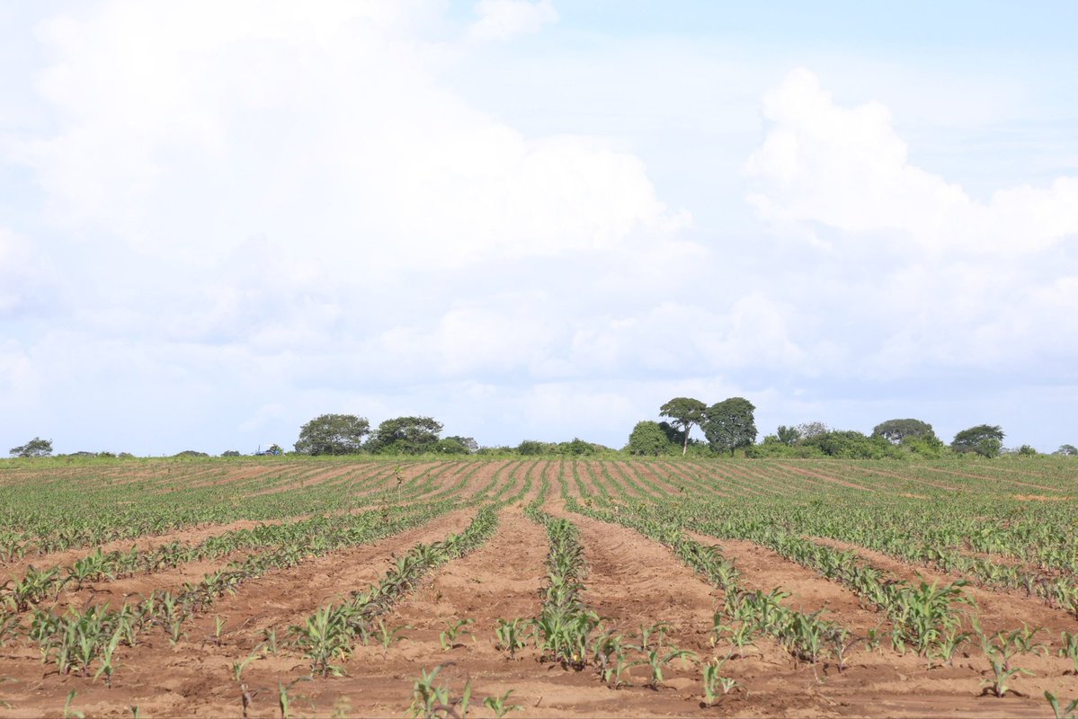 mincomunas_ve's tweet photo. Otro territorio que produce y suma resultados a una política que ya demuestra su fuerza. ✊

Comuna o nada. 🚩

#PoderPopular #Comunas #Autogobierno #ProducciónComunal #Monagas https://t.co/KqcAq0hHvd