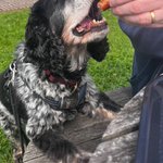 Photo by Vinnie & Toby❤️ Jasper🌈 Hartson🌈 (@CancerDoggy)