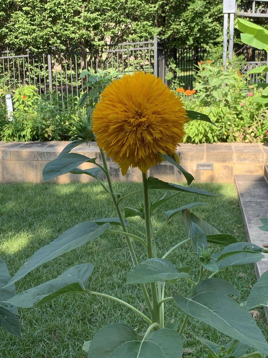 perriwhite2's tweet photo. @Philbrook gardens this morning https://t.co/ONBtiWYCun