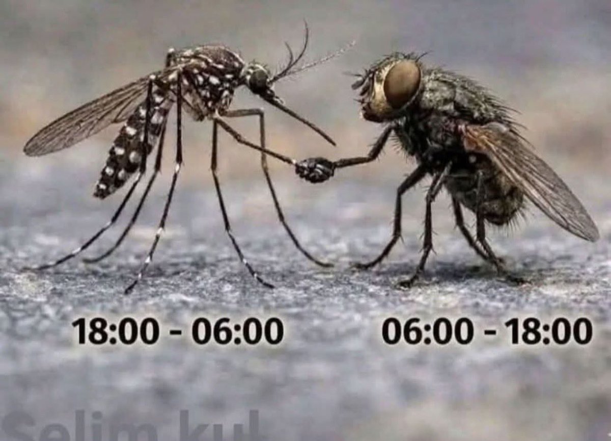 BobbyTibz's tweet photo. Tag team inorohwa nezvikwata izvi  soo hamusati maiziva🤣🤣🤣🤣 https://t.co/HfGKMaKtVk