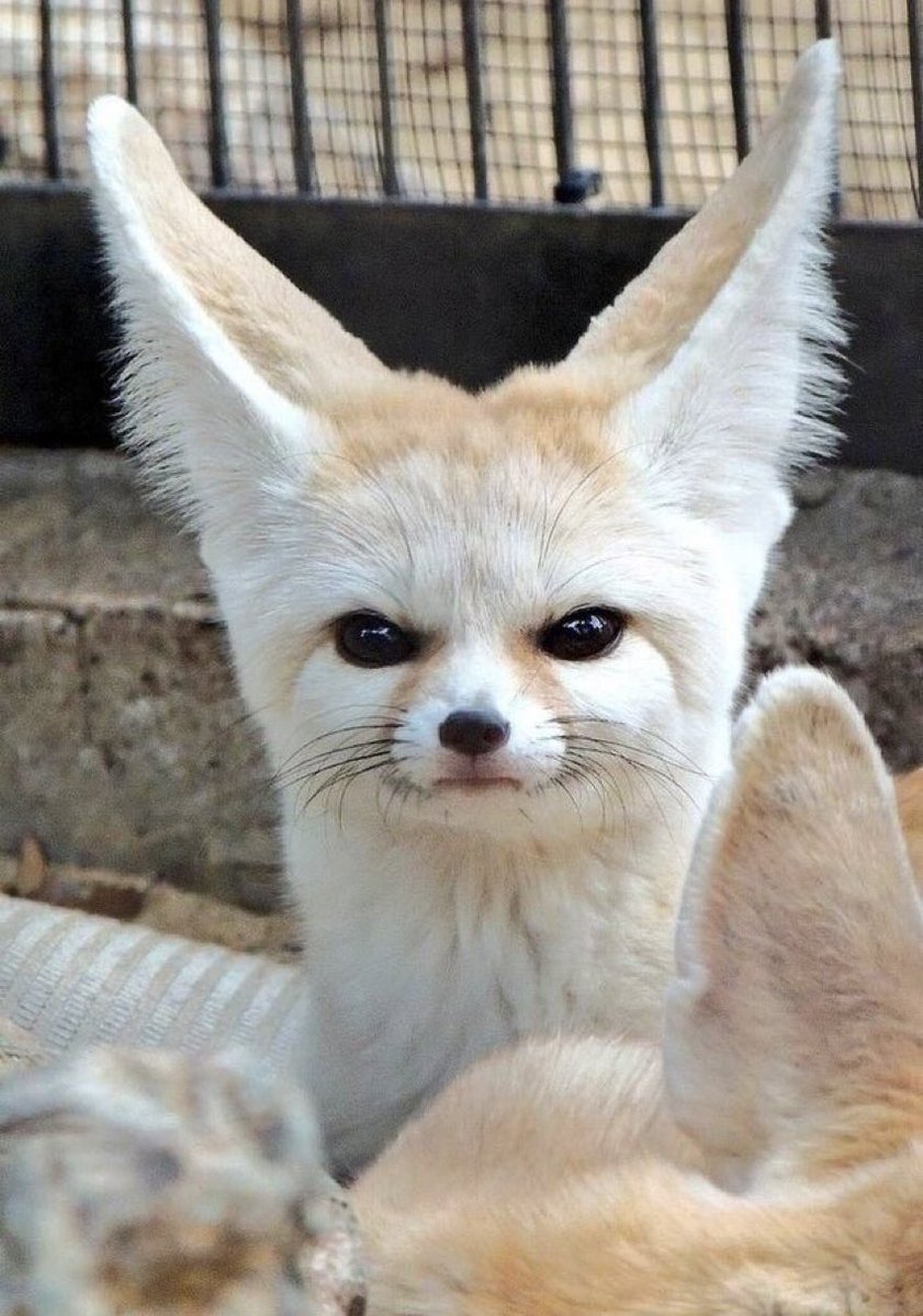 Nuvisca🦊🃏 tweet media