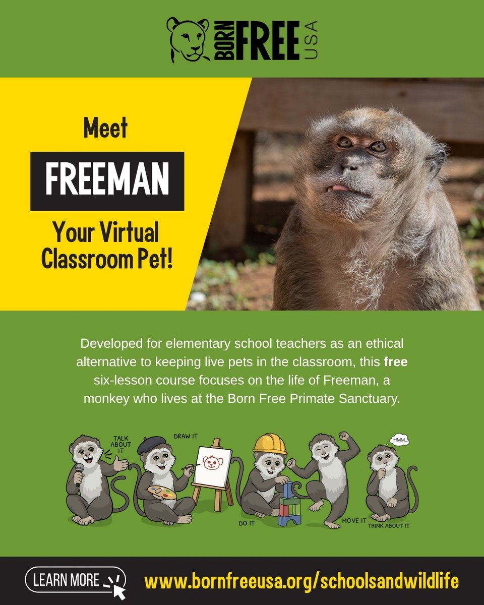 BornFreeUSA's tweet photo. Calling all elementary educators, parents, and guardians: Born Free USA's new virtual classroom pet program is a free, six-lesson course that provides an ethical alternative to the keeping of live classroom pets. https://t.co/Gix6cbMTC6 https://t.co/zaCa4Z0jwM