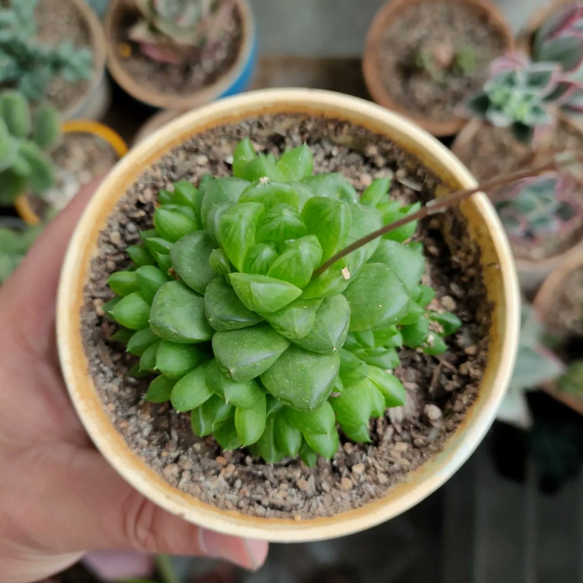 KathSantora's tweet photo. Just finished my tiny clay succulent pot—this little handcrafted gem is the perfect desk pick-me-up! https://t.co/PEFYHV6ifU