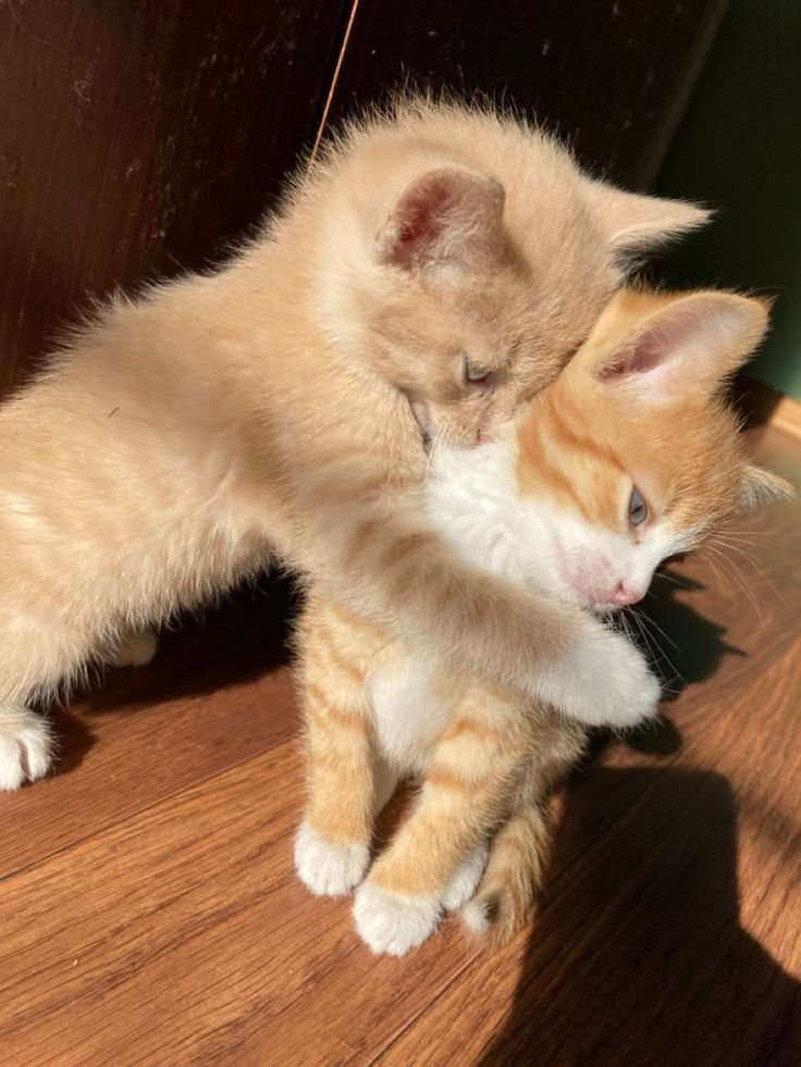 I love cats. tweet media