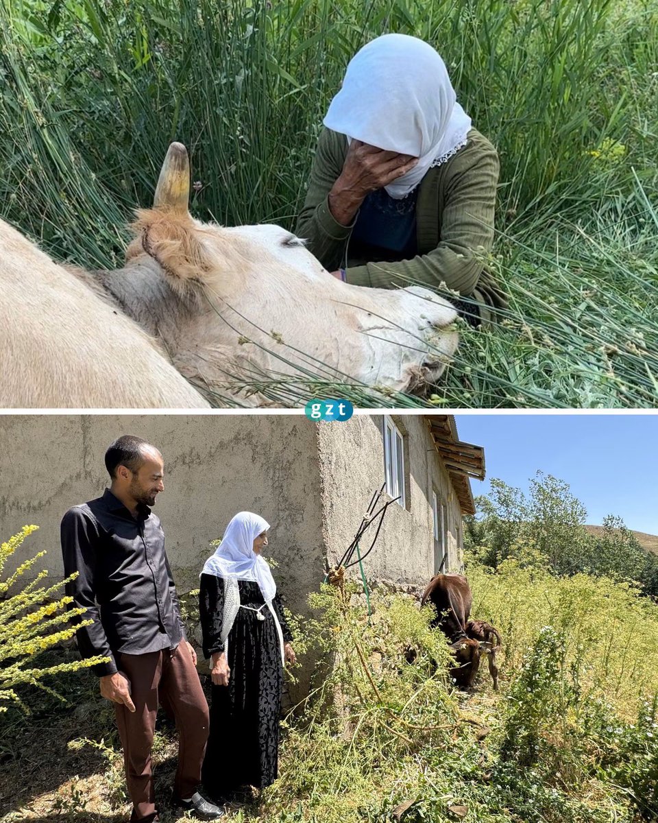 gztcom's tweet photo. 🔴 Teyzemizin artık 8 ineği ve 6 buzağısı oldu 😍

📌 Hakkari'nin Yüksekova ilçesinde merada otlayan ineğinin tepeden yuvarlanarak telef olması nedeniyle büyük üzüntü yaşayan 7 çocuk annesi Ayni Özbek'e, Kaymakam Volkan Hülür tarafından inek ve buzağı hediye edildi https://t.co/RMKjd7ZZt8