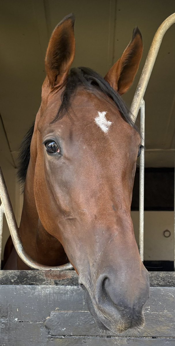 Trojan_Horse_1's tweet photo. Lovely morning in Newmarket at Charlie Clover Racing taking a first time owner and another with me who I got involved with this filly, they were meeting the horse for the first time .. Queens Bandit also went to see Poppy Foxy both looking great 🥰 🏇🏻 https://t.co/YFV7fF2Mjt