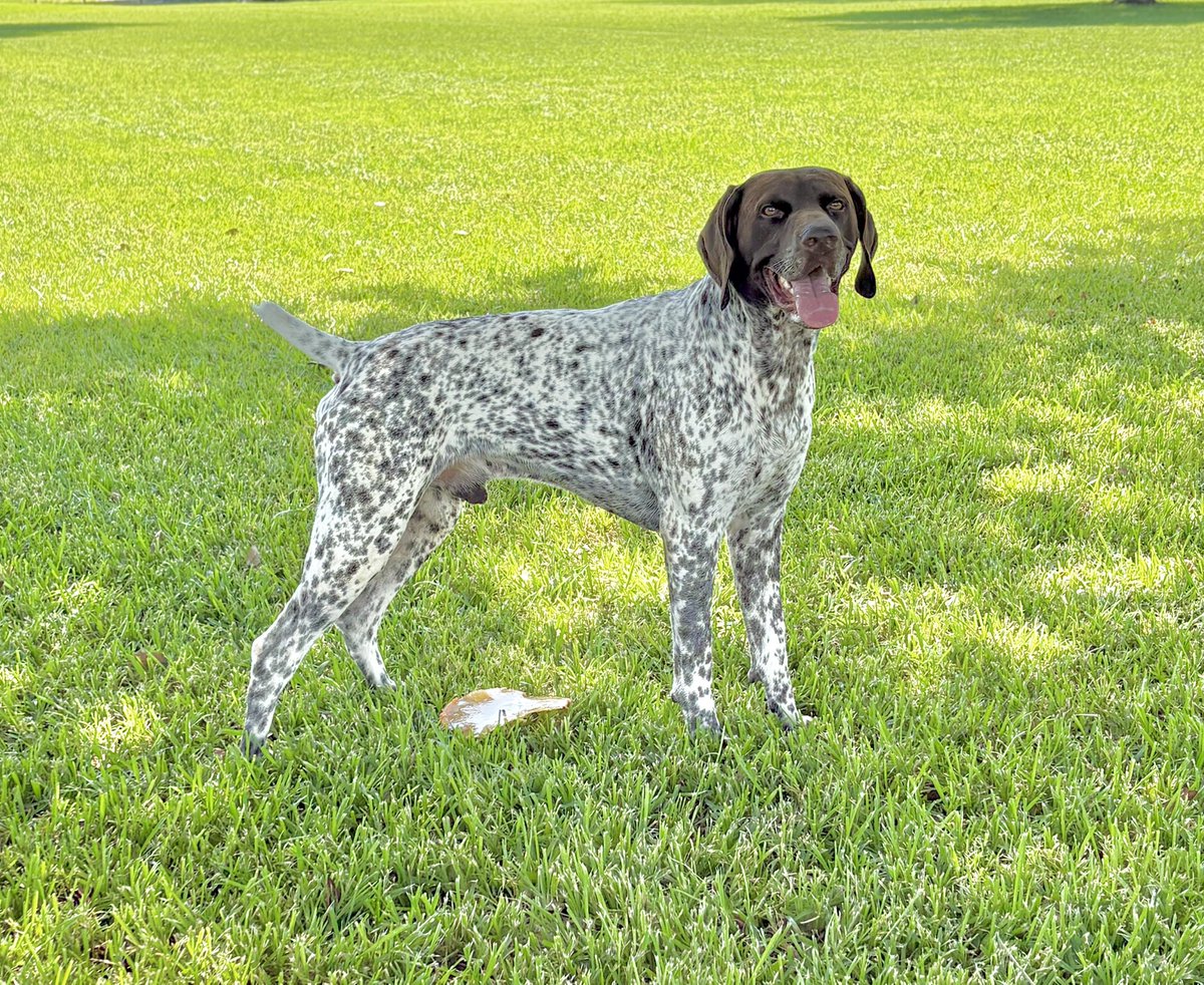 TigerGirlLSU1's tweet photo. #LifeWithRuger! He is outdoors doing dude stuff with his dad! His dad did pick him up a bigger wading pool to cool off in, Yesterday he had some serious panting going on while doing dude stuff. π #Gsp https://t.co/OwSDy2tCrw