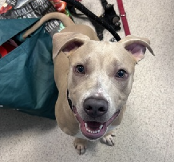 NMBewitched's tweet photo. “The great pleasure of a dog is that you may make a fool of yourself with him and not only will he not scold you, but he will make a fool of himself too.”  

Meet Franco😍
New PUPPY on the Block 
https://t.co/2yzOUrn2tu 
#AdoptMe 

Enjoy the many faces of Franco 
Then go get him!