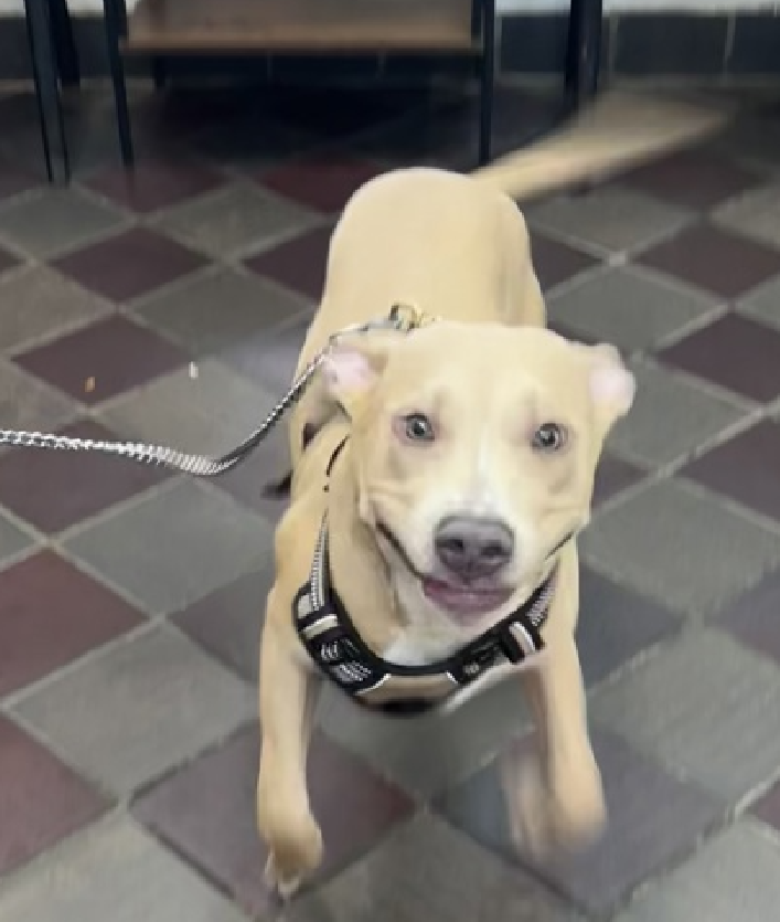 NMBewitched's tweet photo. “The great pleasure of a dog is that you may make a fool of yourself with him and not only will he not scold you, but he will make a fool of himself too.”  

Meet Franco😍
New PUPPY on the Block 
https://t.co/2yzOUrn2tu 
#AdoptMe 

Enjoy the many faces of Franco 
Then go get him!