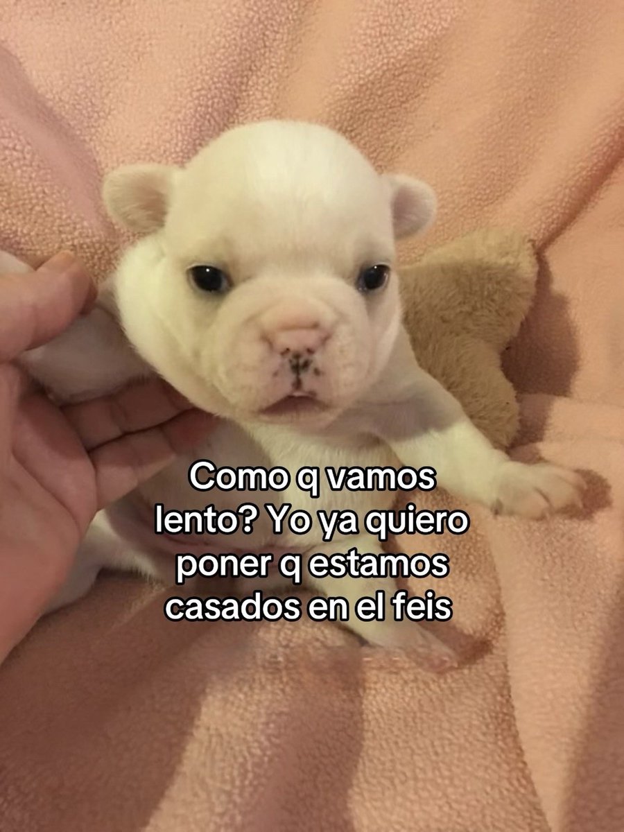 MundoDeBigotes's tweet photo. https://t.co/KA8fmwcevW