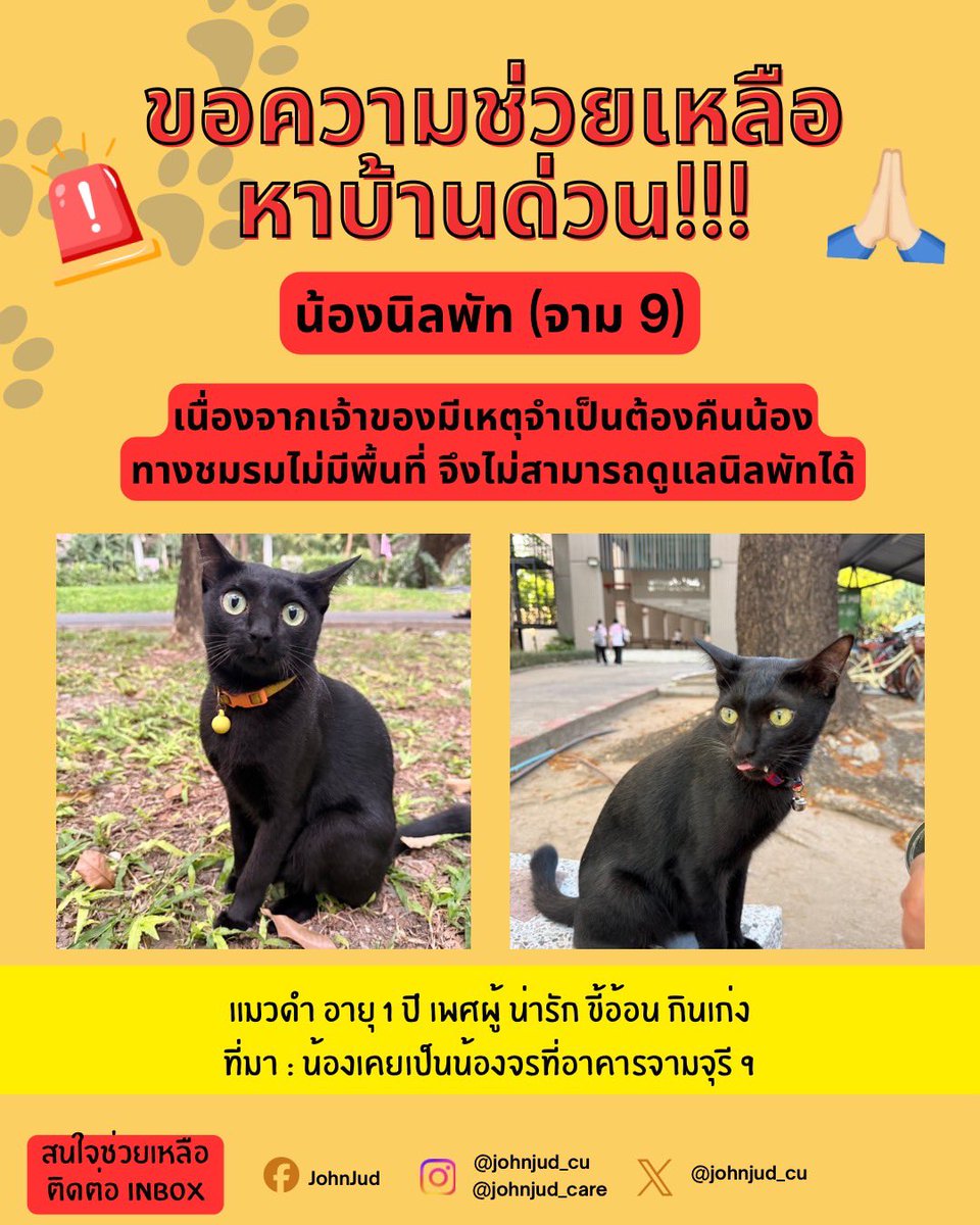 johnjud_cu's tweet photo. 🚨น้องนิลพัท กำลังต้องการบ้านหลังใหม่ด่วน🚨

ที่มา : เคยเป็นแมวจรที่อาคารจามจุรี 9
เพศ : ผู้
อายุ : 1 ปี
นิสัย : น่ารัก ขี้อ้ออน กินเก่ง
ทำหมัน/วัคซีน : 
▪︎ ทำหมัน ✅️
▪︎ ทำวัคซีนพิษสุนัขบ้า + วัคซีนรวม ✅️
▪︎ หยดยาป้องกันปรสิตภายนอก + ถ่ายพยาธิ ✅️ https://t.co/lbMakYeiPe