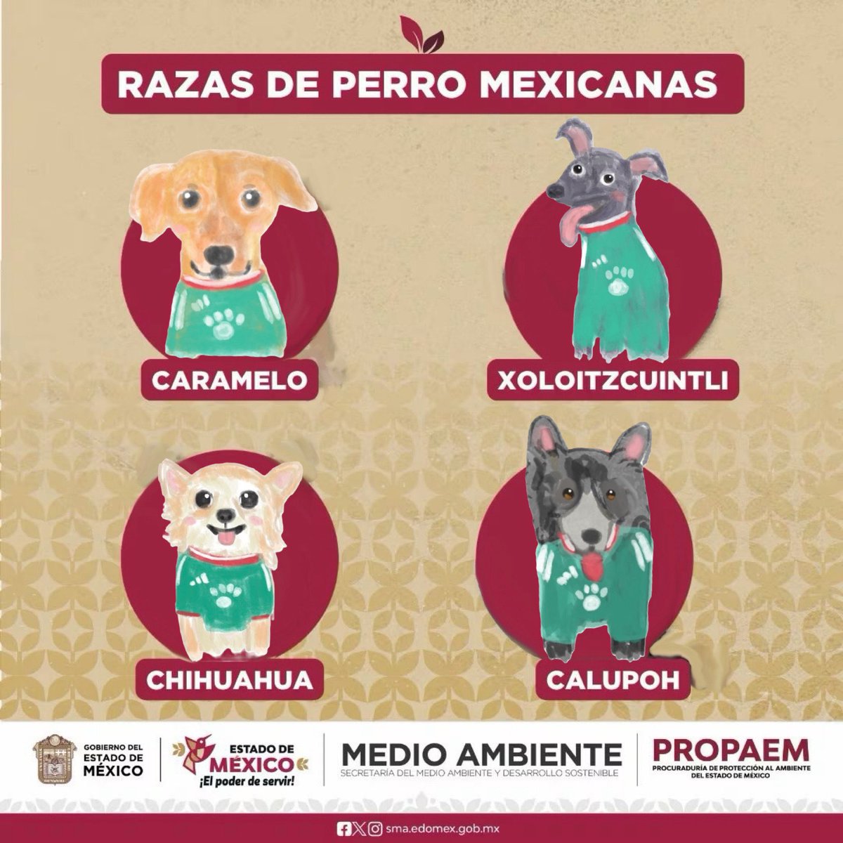 harukaze_illust's tweet photo. 最新のメキシコ原産の犬種🇲🇽🐶

Carameloが新たに加えられたみたいですね
ブラジルにもいるイメージですね

←メキシコ州環境保護局の作成した画像

→私が描いてみたイラスト https://t.co/Z3G8O9uY9x