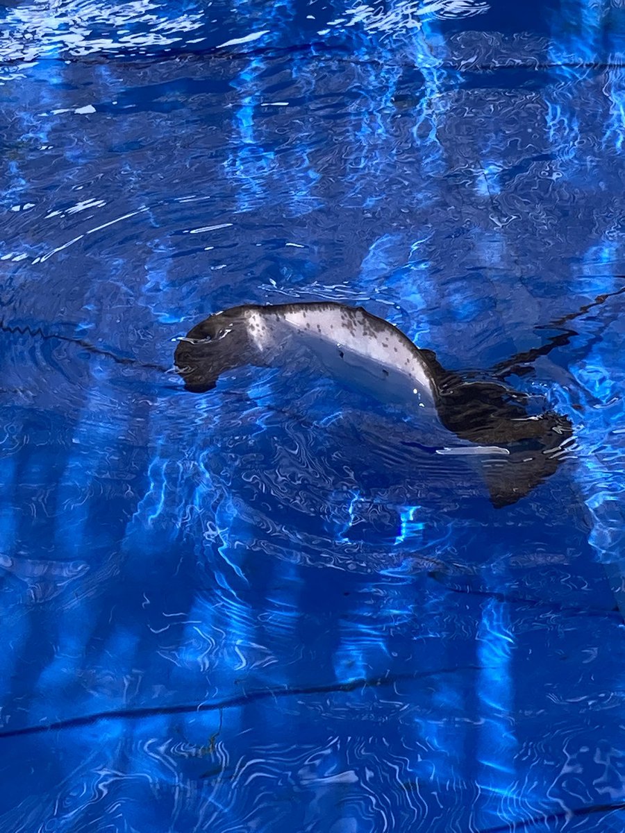 p__0403's tweet photo. 水族館に行ってきた‼️
ベルーガと🪶を言い間違えて1人で大混乱してました
これはエイ https://t.co/6IXDccUlOm