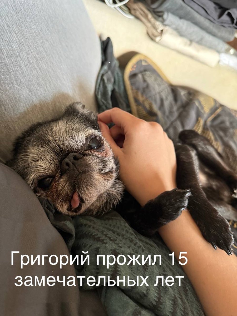 dogsunderhood's tweet photo. И отдельным постом хочу показать долгожителей породы. Многие хозяева соглашаются в том, что гриффоны и брабансоны не совсем собачки, они все же больше ребятишки, очень похожие на человеческих, которые никогда не вырастут. А за 10-15 лет они становятся частью души своего хозяина❤️ https://t.co/KqAWHDGqXD