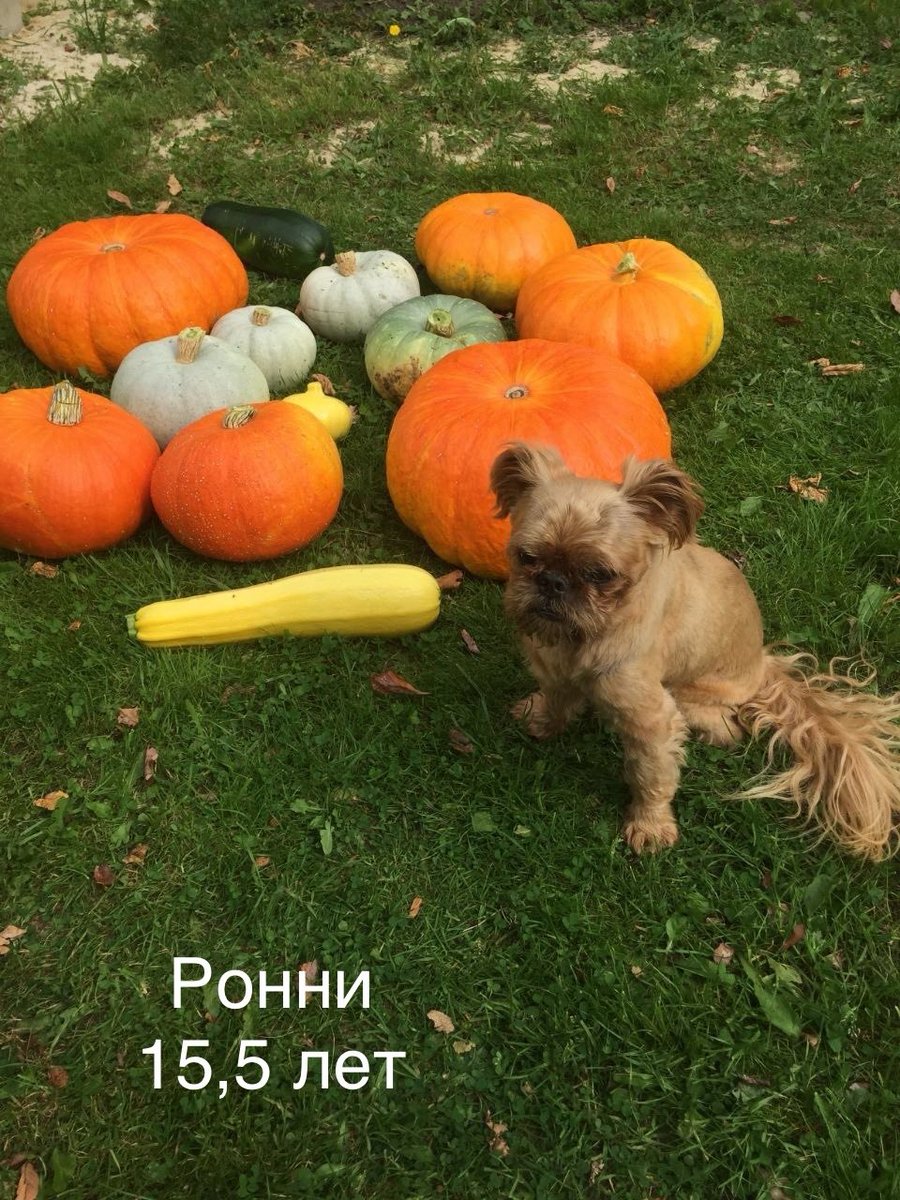 dogsunderhood's tweet photo. И отдельным постом хочу показать долгожителей породы. Многие хозяева соглашаются в том, что гриффоны и брабансоны не совсем собачки, они все же больше ребятишки, очень похожие на человеческих, которые никогда не вырастут. А за 10-15 лет они становятся частью души своего хозяина❤️ https://t.co/KqAWHDGqXD