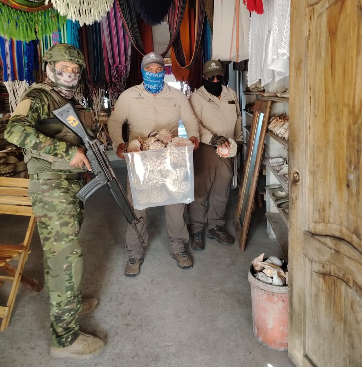 MAE_Zonal5's tweet photo. 🚨 En operativo contra el tráfico ilegal de fauna en la comuna Libertador Bolívar, #NuestrosTécnicos de Santa Elena, junto a UPMA, Guardaparques, @FFAAECUADOR y el apoyo de @WCSEcuador, retiraron 549 elementos de vida silvestre de especies marinas comercializados de forma ilegal. https://t.co/yLG3un2HrS
