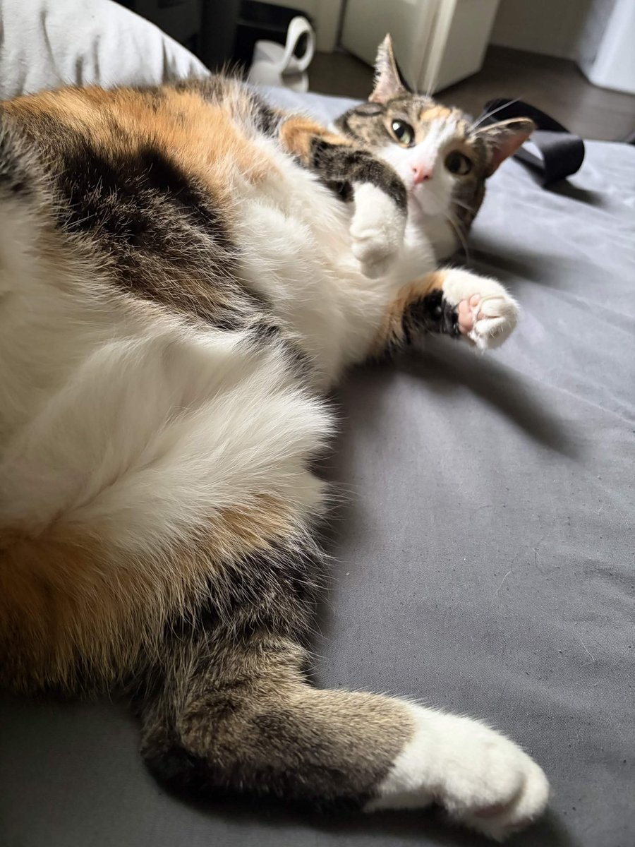 calliemouse's tweet photo. belly time https://t.co/6jQC1sHV93