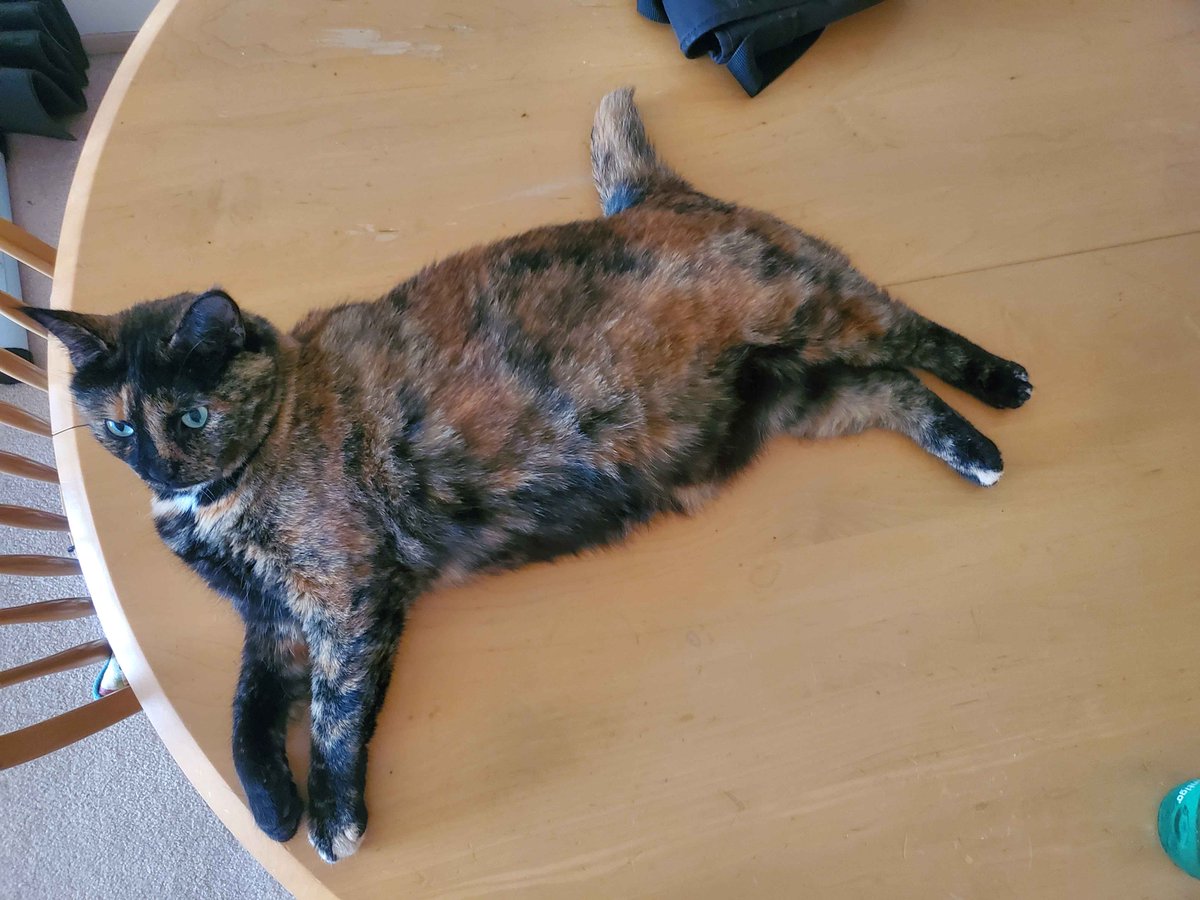ninebillionsmth's tweet photo. Look at this fat angel https://t.co/UPPCjUy5wW