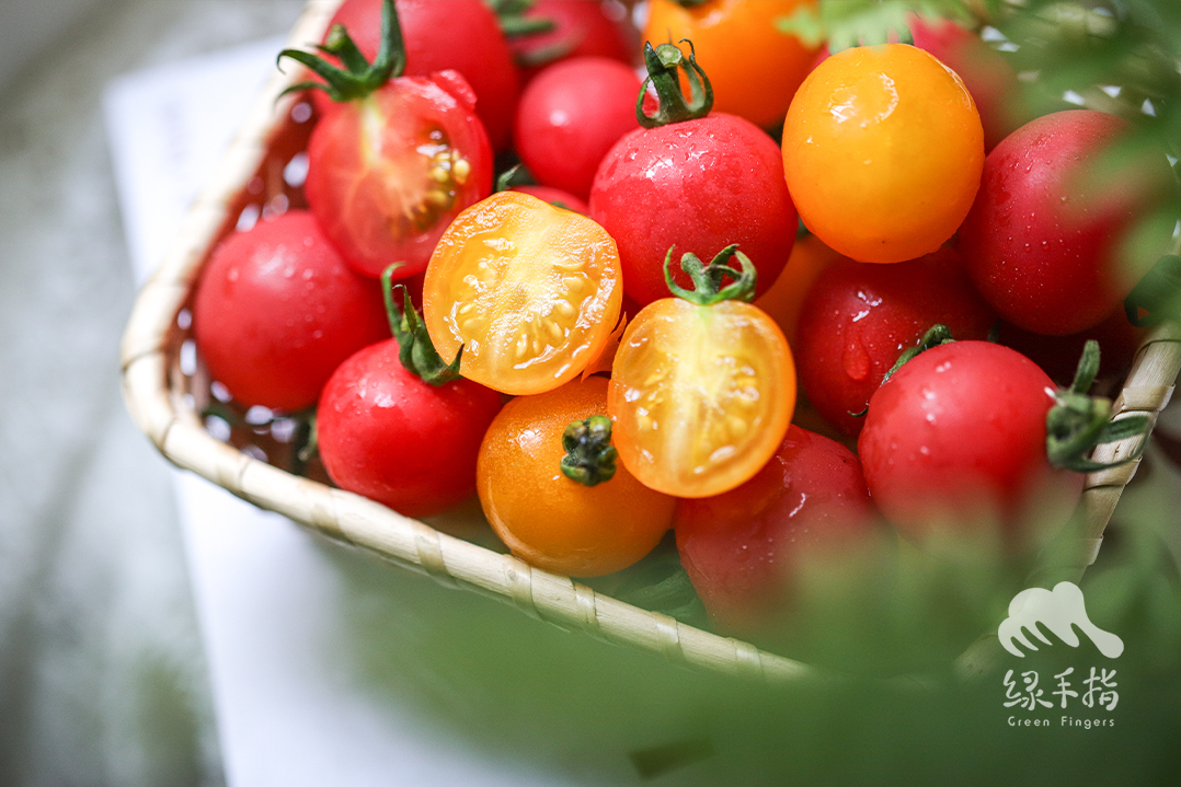 lariatdesigns's tweet photo. Just tried the new organic cherry tomatoes from the local farm—burst with sweet juice, no bitter aftertaste, perfect for quick salads! ， https://t.co/bhUMYkJlcl