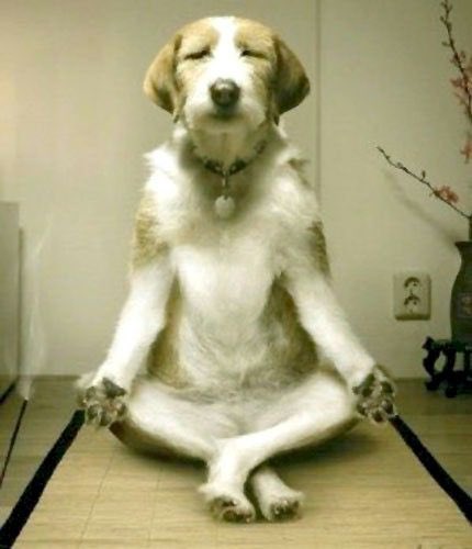 JET7YY's tweet photo. the type of inner peace you have to find after lightroom crashes for the 20th time https://t.co/rmsu4dC1ni