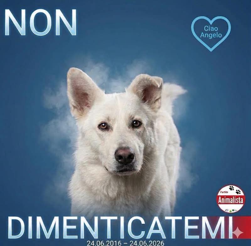 sandrinorusso74's tweet photo. ✍️ FIRMA la “Legge Leone” (Carcere Vero per i Reati sugli Animali), Firma al link ministeriale: 
https://t.co/bmSeaXmw8o https://t.co/byLkWJpTNt