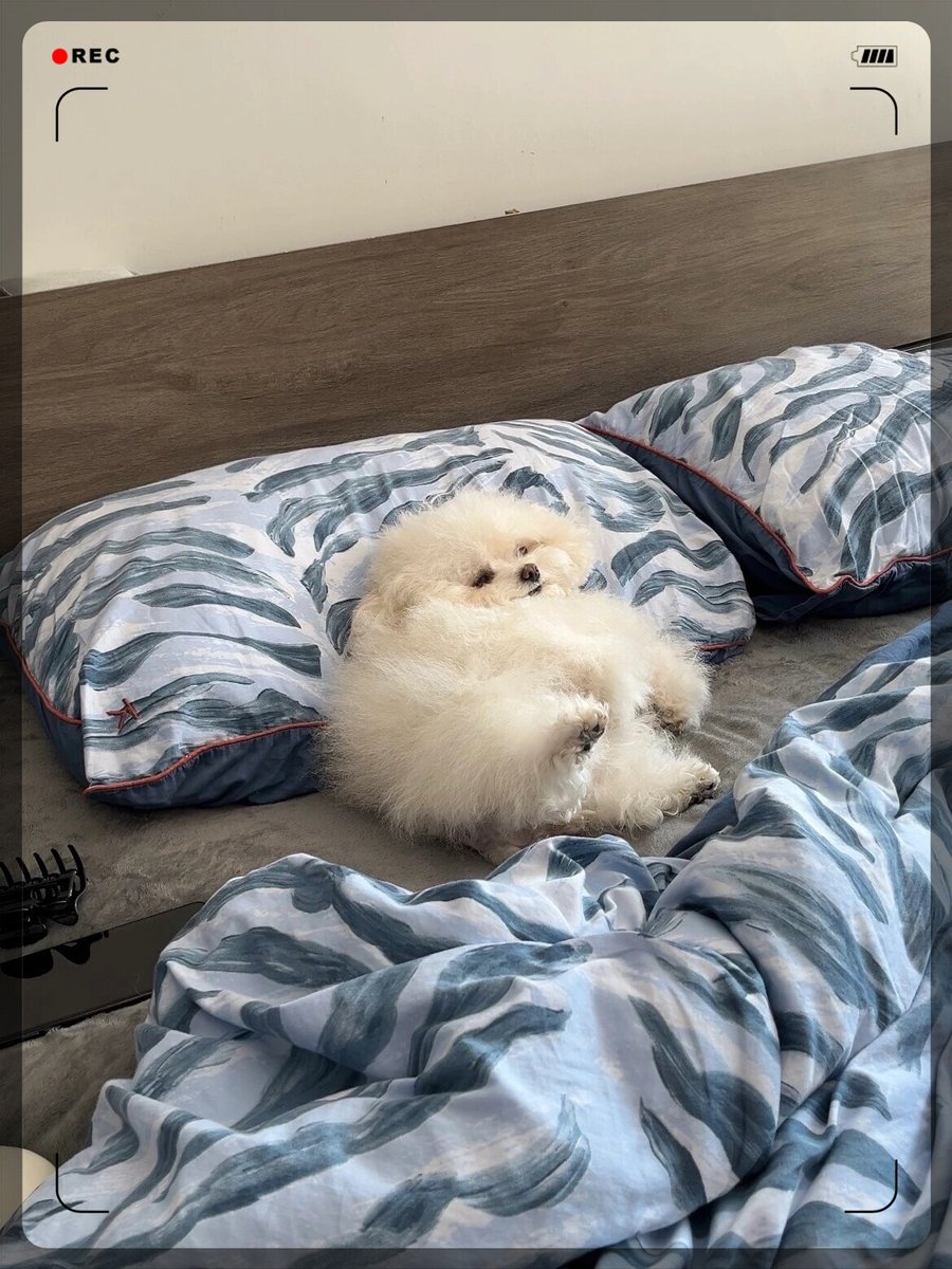 MaggieIi18219's tweet photo. Nothing beats the warm snuggles from my pup after a long busy day  Home feels like the coziest place with this little furball by my side! https://t.co/VaHDqlkORf