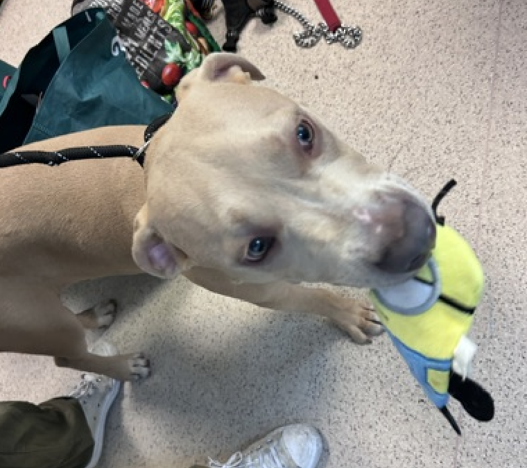 NMBewitched's tweet photo. “The great pleasure of a dog is that you may make a fool of yourself with him and not only will he not scold you, but he will make a fool of himself too.”  

Meet Franco😍
New PUPPY on the Block 
https://t.co/2yzOUrn2tu 
#AdoptMe 

Enjoy the many faces of Franco 
Then go get him!