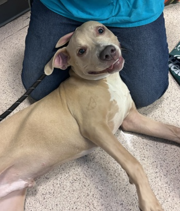 NMBewitched's tweet photo. “The great pleasure of a dog is that you may make a fool of yourself with him and not only will he not scold you, but he will make a fool of himself too.”  

Meet Franco😍
New PUPPY on the Block 
https://t.co/2yzOUrn2tu 
#AdoptMe 

Enjoy the many faces of Franco 
Then go get him!