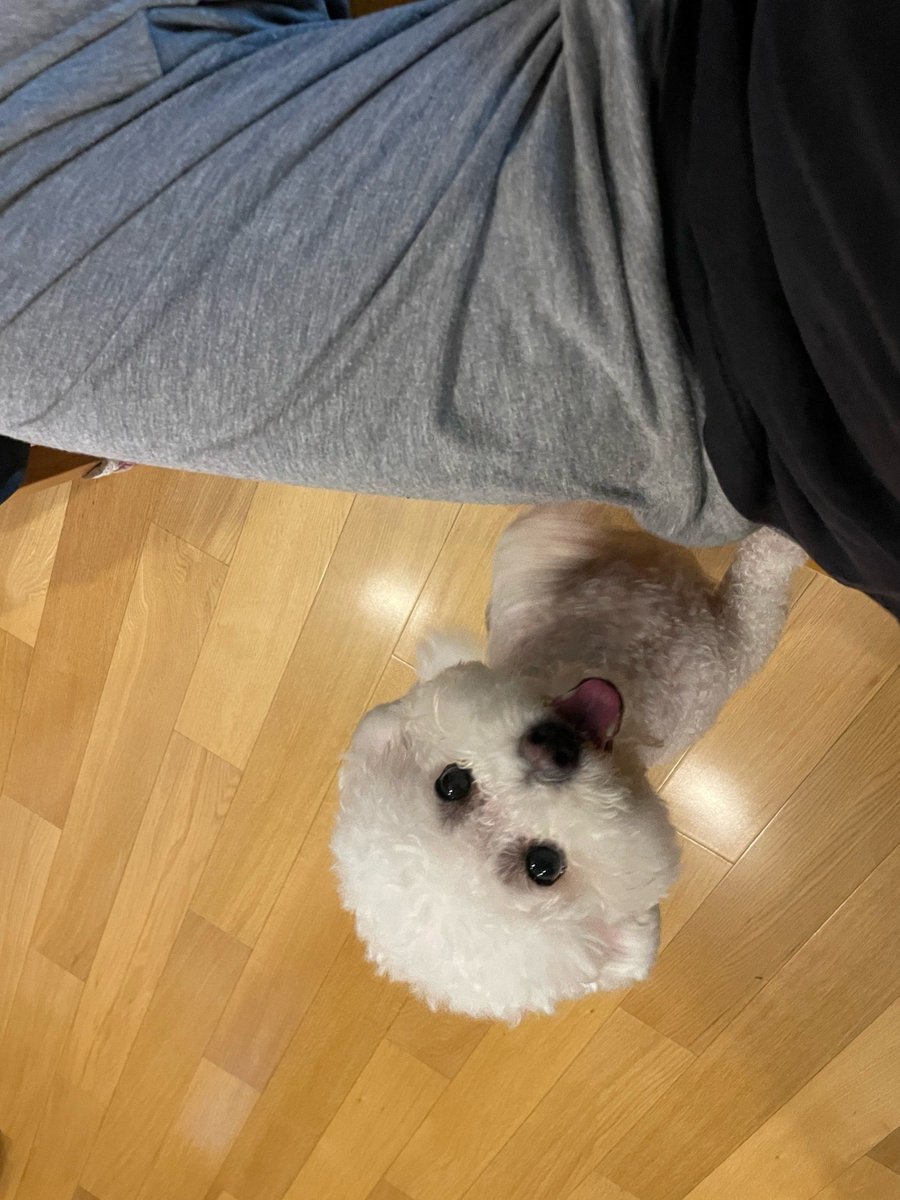 DoreenJ40086's tweet photo. [My little pup turned 1 month old today! From a tiny squirming ball to a wiggly explorer—growth’s the best magic. ]， https://t.co/hATjakaKBL