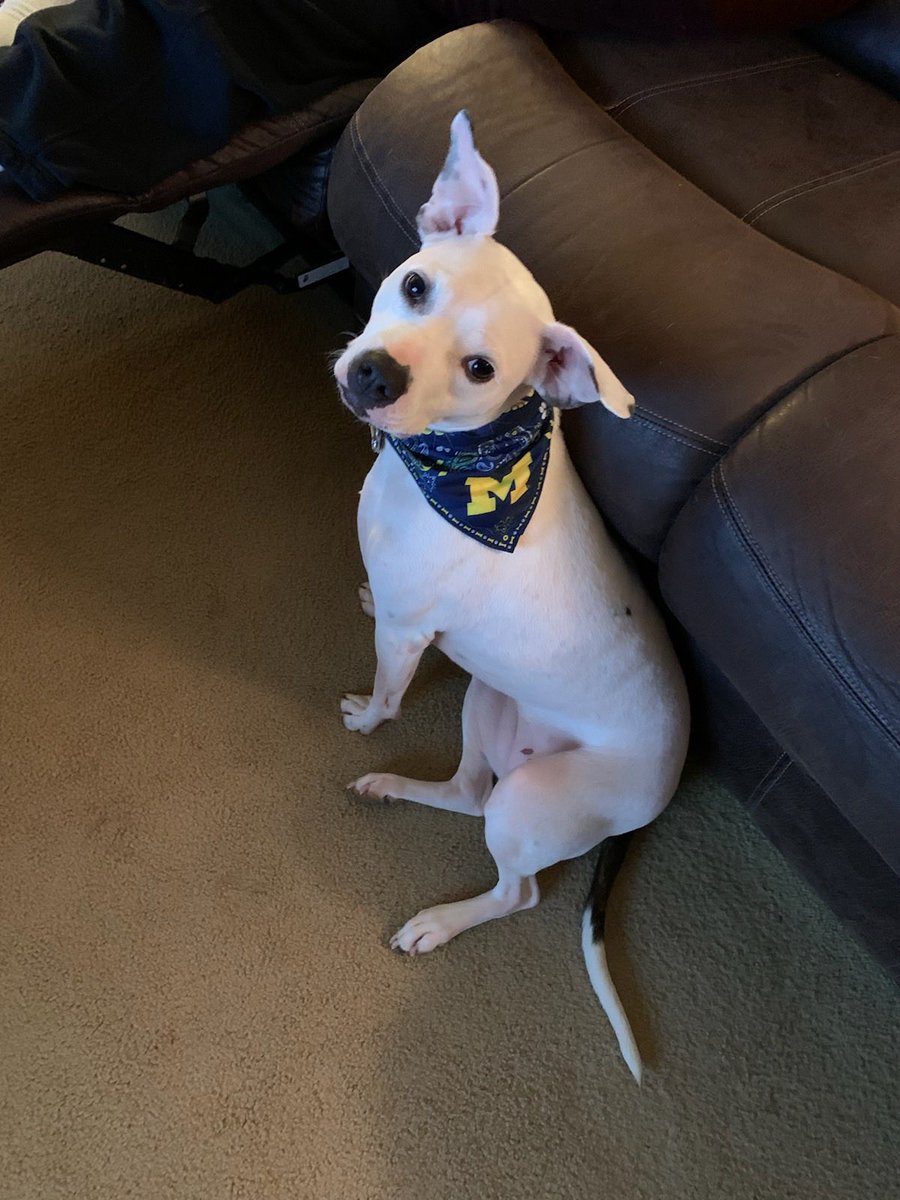 traceyleega's tweet photo. @AdamSchefter I’m so very sorry for your loss. We just lost our beloved Jessie unexpectedly a few days ago, and we are also heartbroken over this loss of our #GoBlue baby!  I hope they are both running together and pain-free over the rainbow https://t.co/GOM90KKUaY