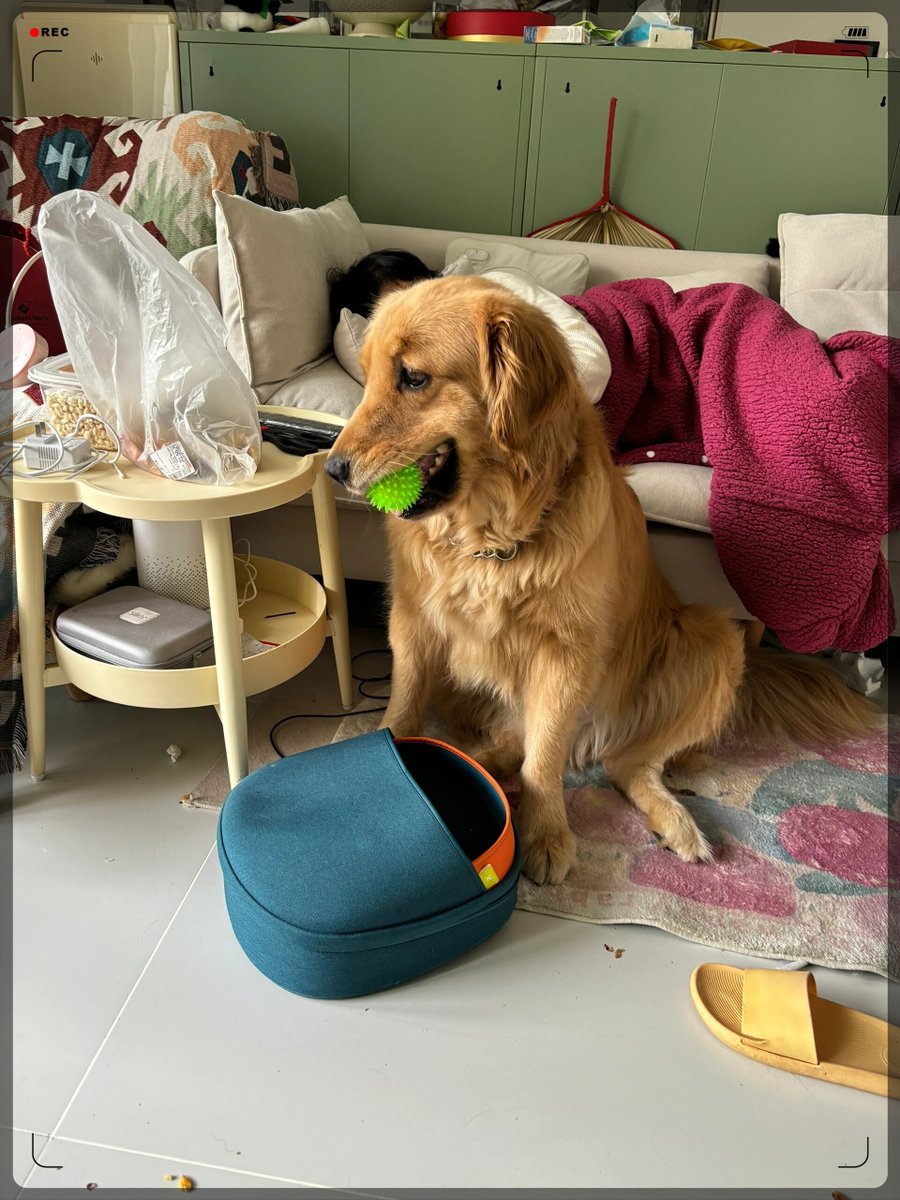 dodive0107's tweet photo. My pup’s here to make every ordinary day feel like a sunny adventure  Today we napped, played with his favorite squeaky toy, and stole extra hugs—best part of my week!， https://t.co/ZNNMuBJpgq