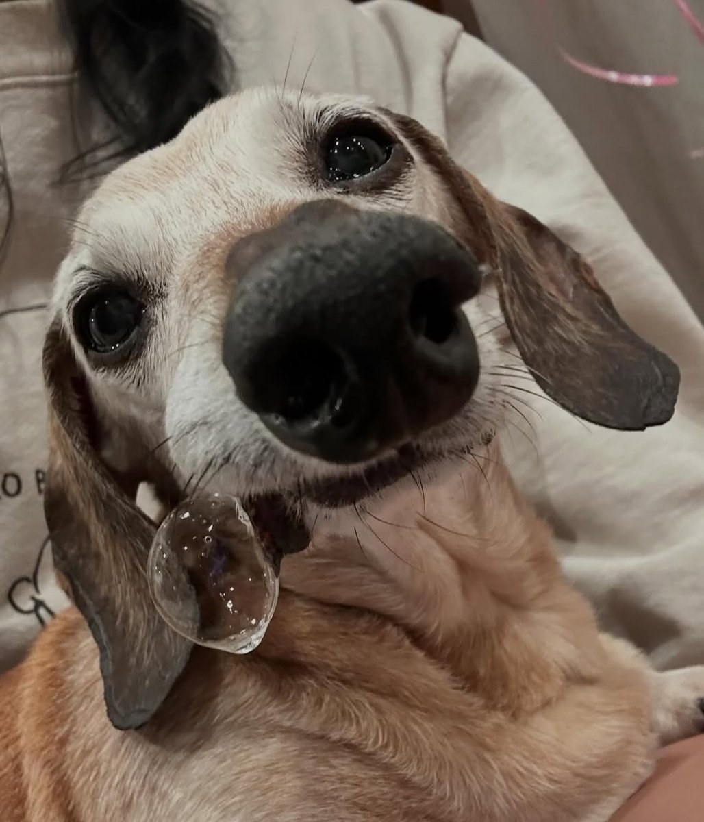 WeRateDogs tweet media