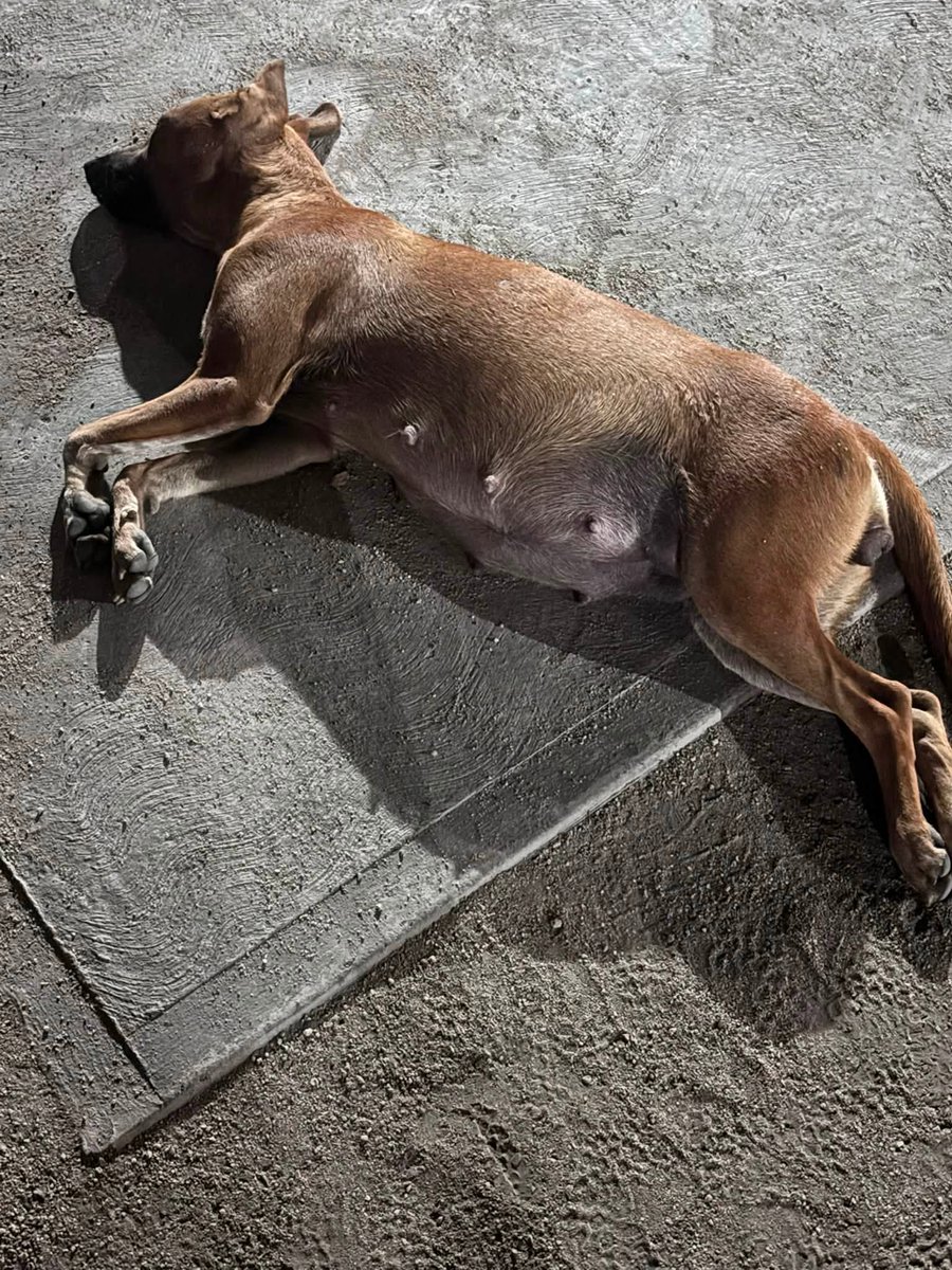 A64029345's tweet photo. Dos perras embarazadas en la calle📷
En la plaza de los estudiantes de Maracay cachorros ! A ellas las abandonaron hace poco allí. Duermen en la tierra y el frío. AYUDA PROTECCIONISTA DE LA ZONA  RESCATISTAS. @MisionNevado https://t.co/Do0stJQmNx