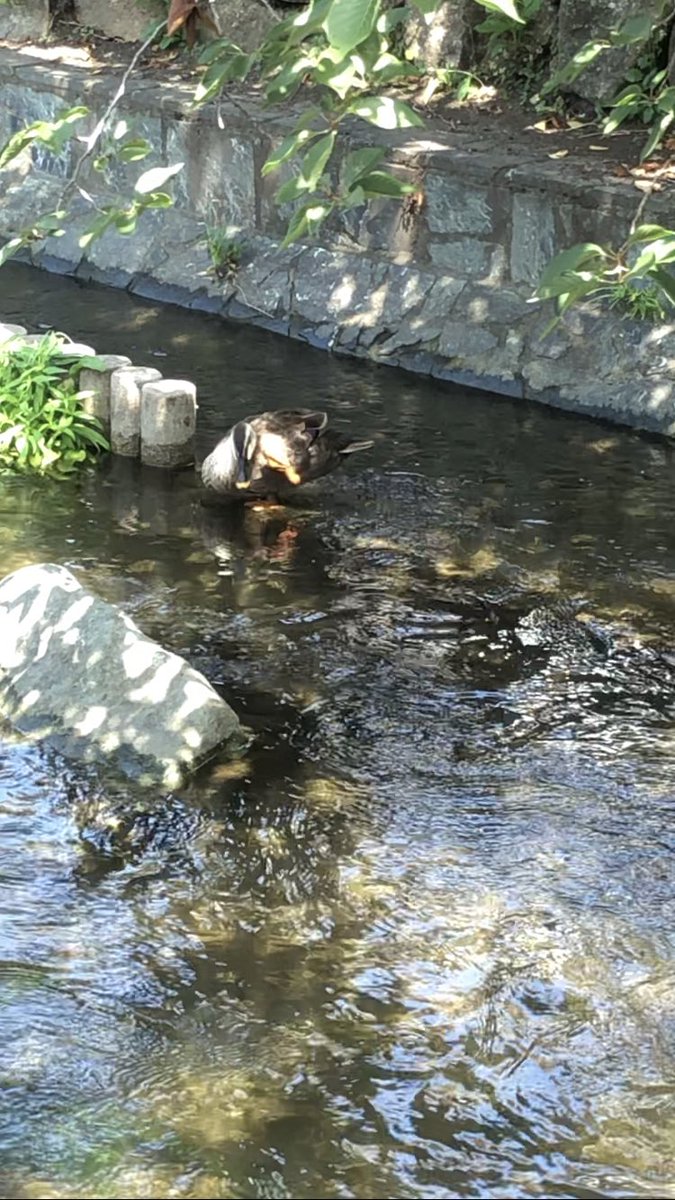 kinokohouse's tweet photo. cute ducks are grooming #duck #birds #river #nature #wildlife #goose #wa... https://t.co/u1dVvMSqNp @YouTubeより https://t.co/xg7O3JFzeT