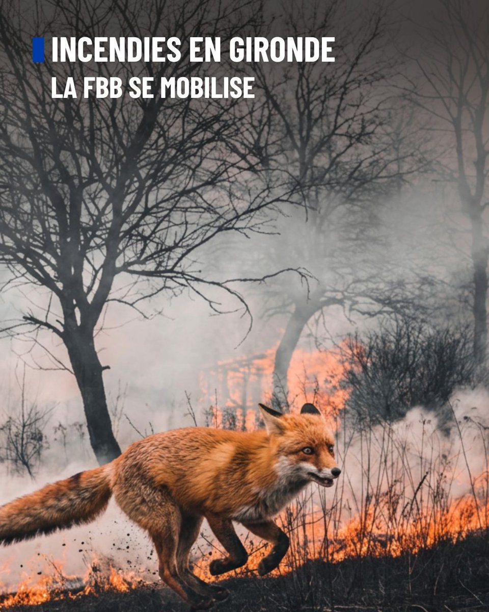 Fondation Brigitte Bardot tweet media