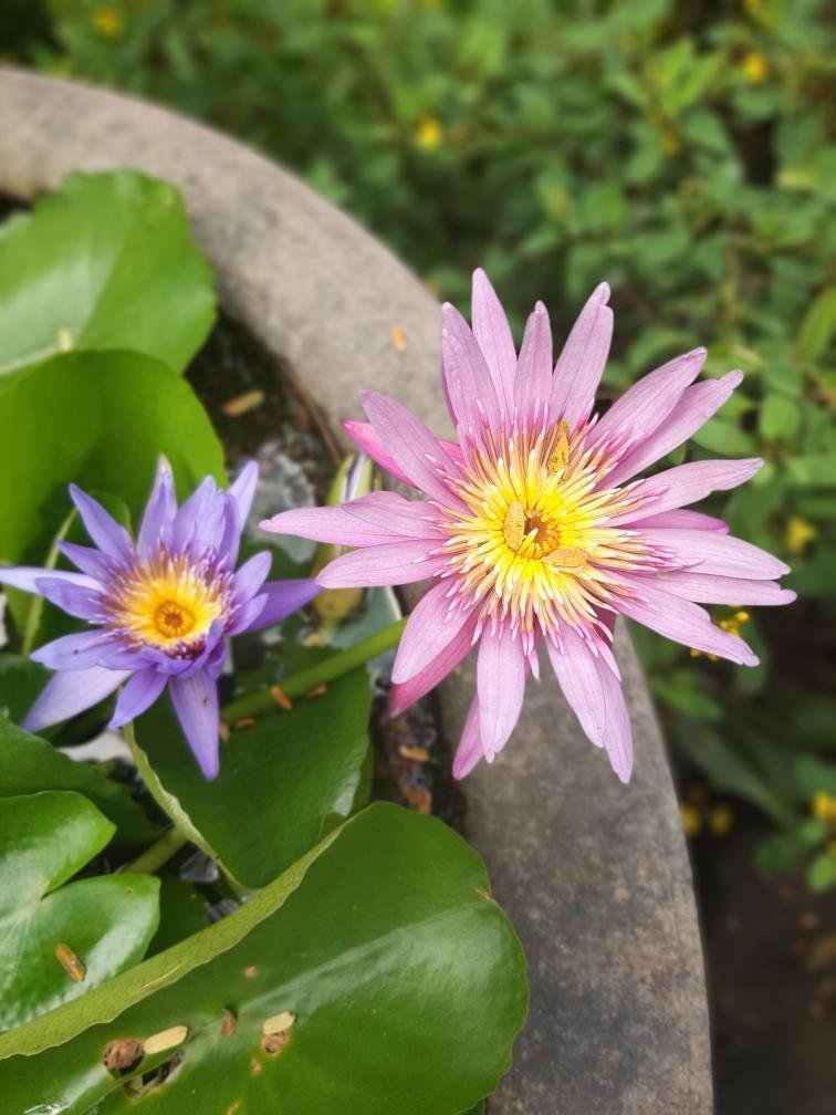 MaraHeliora's tweet photo. Under the tropical sun, two wild souls, the Sacred Blue Lily and Texas sage bloom in harmony by the ocean... Beauty grows where the breeze whispers... 🌸🌺☀️🌊🎨 https://t.co/DKCVPyHK81
