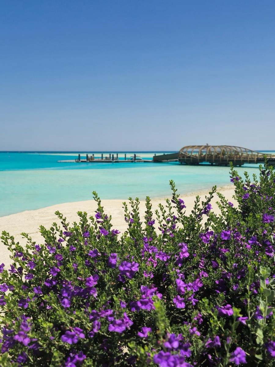 MaraHeliora's tweet photo. Under the tropical sun, two wild souls, the Sacred Blue Lily and Texas sage bloom in harmony by the ocean... Beauty grows where the breeze whispers... 🌸🌺☀️🌊🎨 https://t.co/DKCVPyHK81