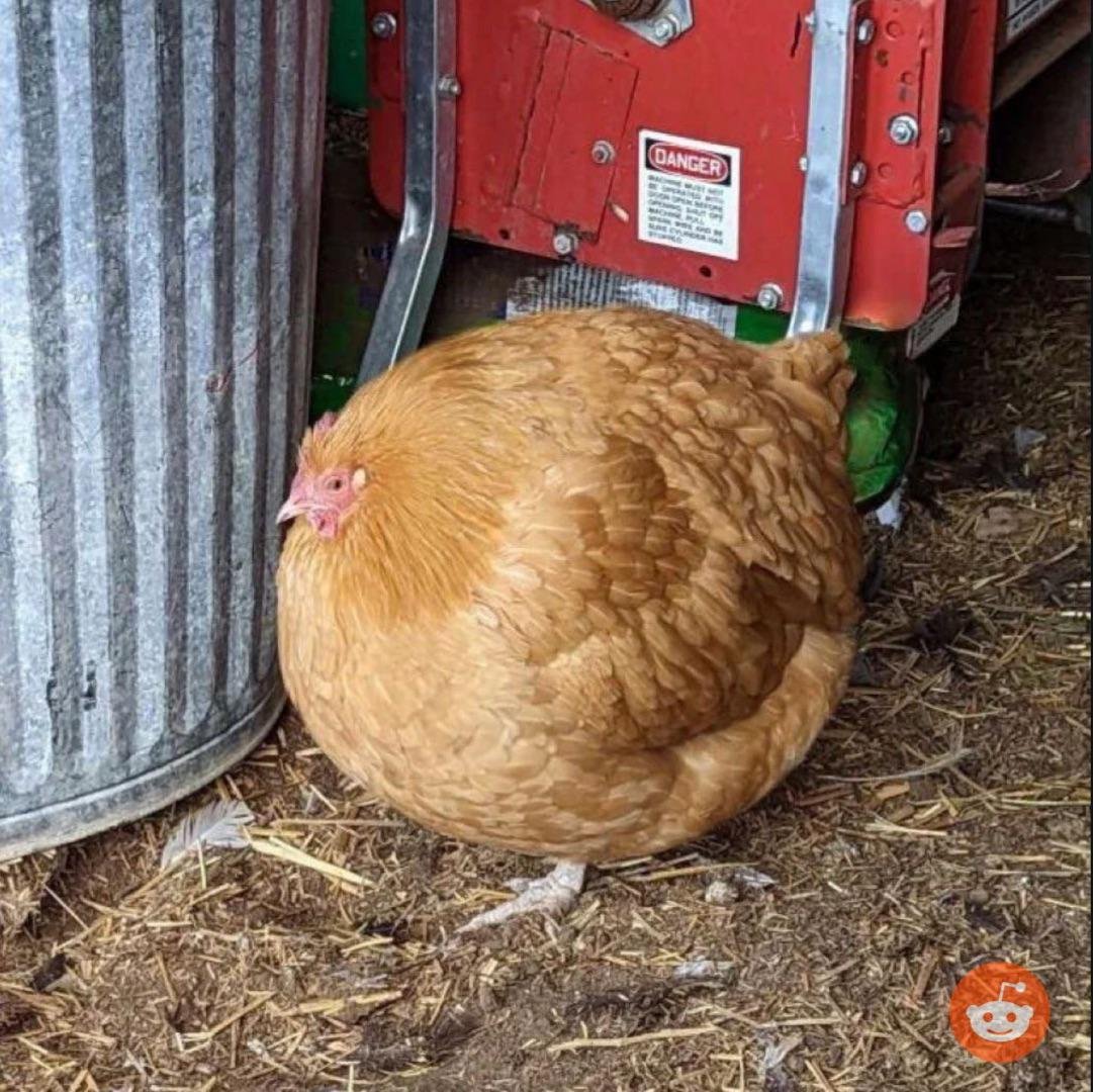 Demian5213430's tweet photo. @Rythayze This round chicken as a nade https://t.co/bJ4XSCnfSA