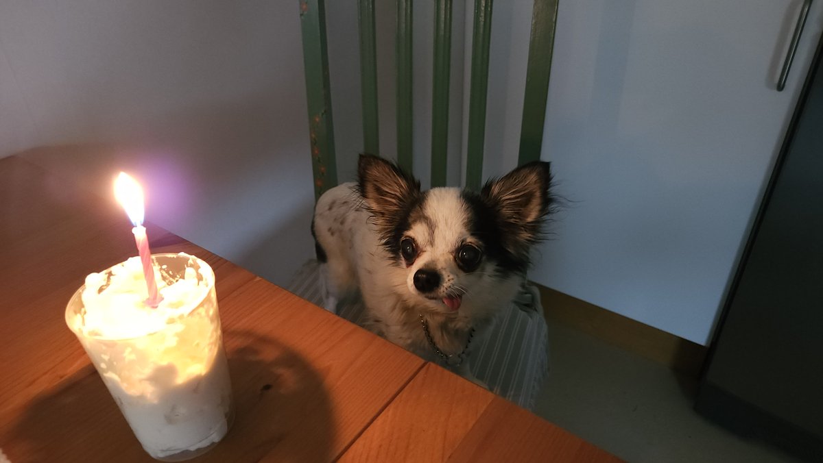 VRToo1707's tweet photo. Hard to think my dog is turning 14 today while having so much energy still 😭🥳 https://t.co/bMW777f7jy