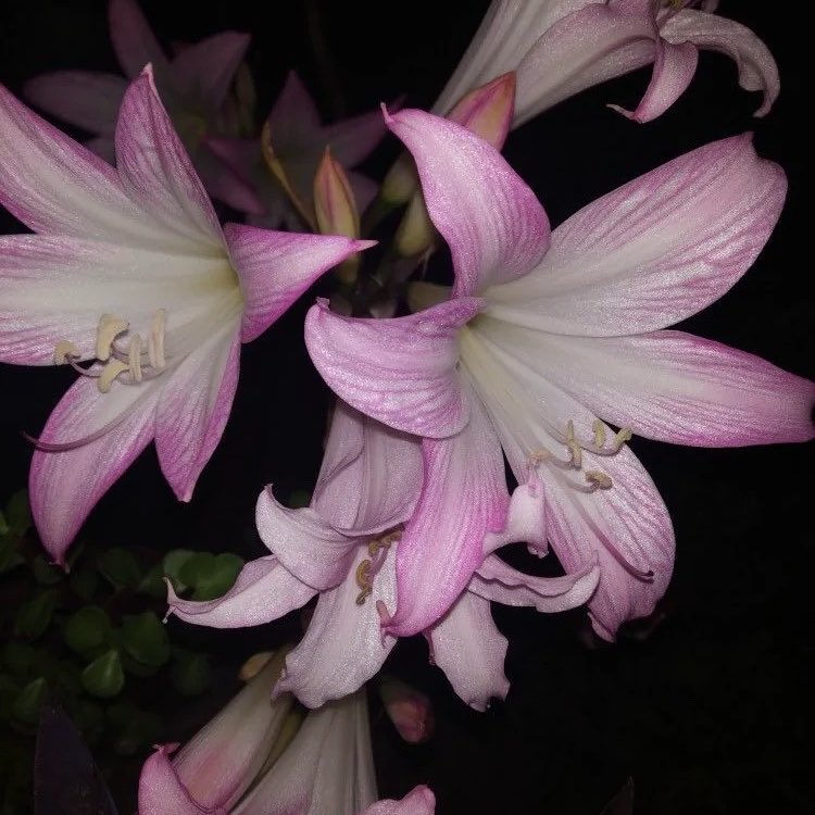 9Opounds's tweet photo. quote if you see this!

how pinterest sees me 🪷
  ꪆ୧   lyrics 
  ꪆ୧   character 
  ꪆ୧   artist/singer 
  ꪆ୧   flower

this is accurate i believe? https://t.co/mYLsNmN2tG