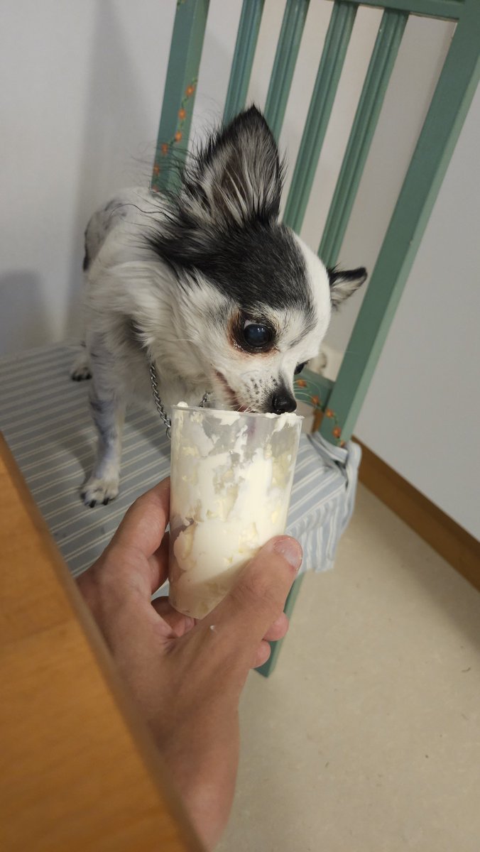 VRToo1707's tweet photo. Hard to think my dog is turning 14 today while having so much energy still 😭🥳 https://t.co/bMW777f7jy