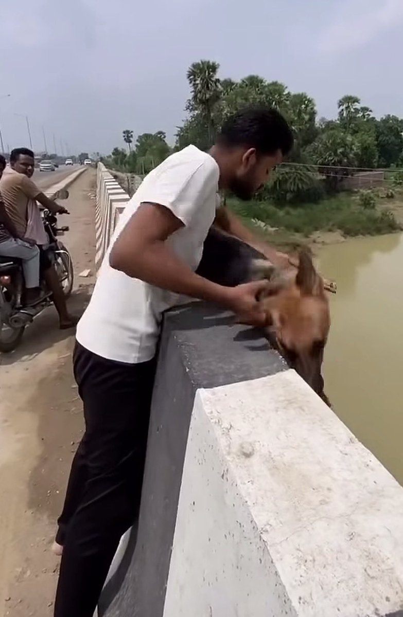 flyhil's tweet photo. Sonu, out of all the places you can dispose you de@th dog 🐕the one you called ur friend, you choose this river, bro you could have done better 🙌

Watch Video  @ig https://t.co/zfJq0S9tR8