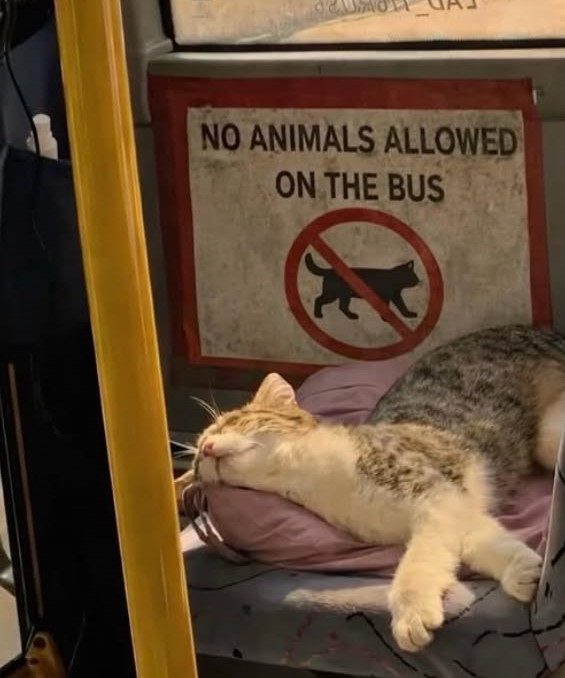 catsbeiingcats tweet picture