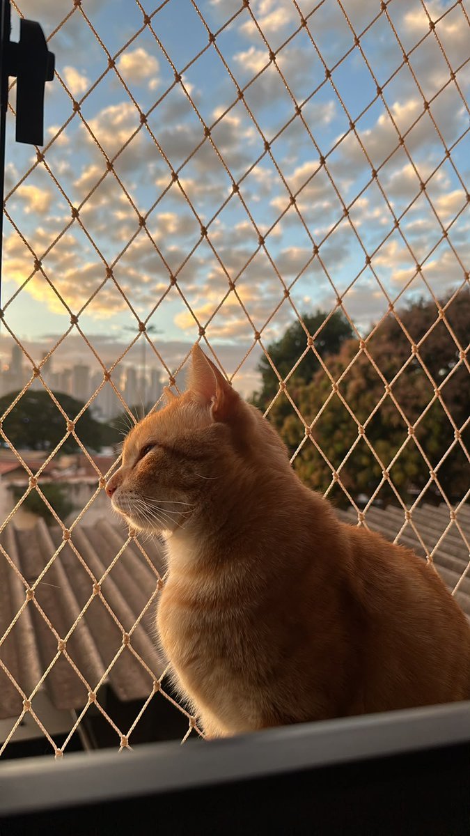 kaluk15's tweet photo. @llcelim Também tenho um simba, porém ele se chama Luffy. https://t.co/Qa7lBAaM28