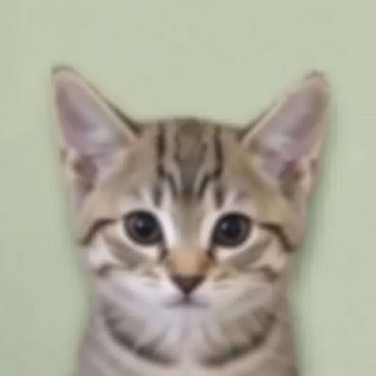 DellyTheDev's tweet photo. I Am the dev of unnamed dog, and will do the run of unnamed animals,

Lets send every unnamed animal and let Mert choose one of them

Sending the unnamed cat now!

@mert
https://t.co/L3Mjz9lAAB https://t.co/NhWluQIMGn