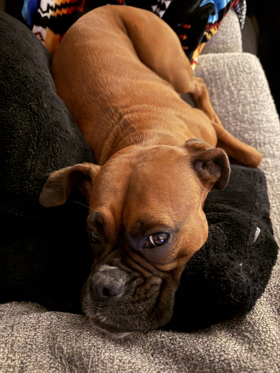 inntothenight's tweet photo. Luna girl
#boxerpuppy #boxerdogs #boxerlife
#boxerlovers #boxersrock #boxersoftwitter #boxerdogsoftwitter #dogsoftwitter #dogsofx https://t.co/8SVdqcA5lo