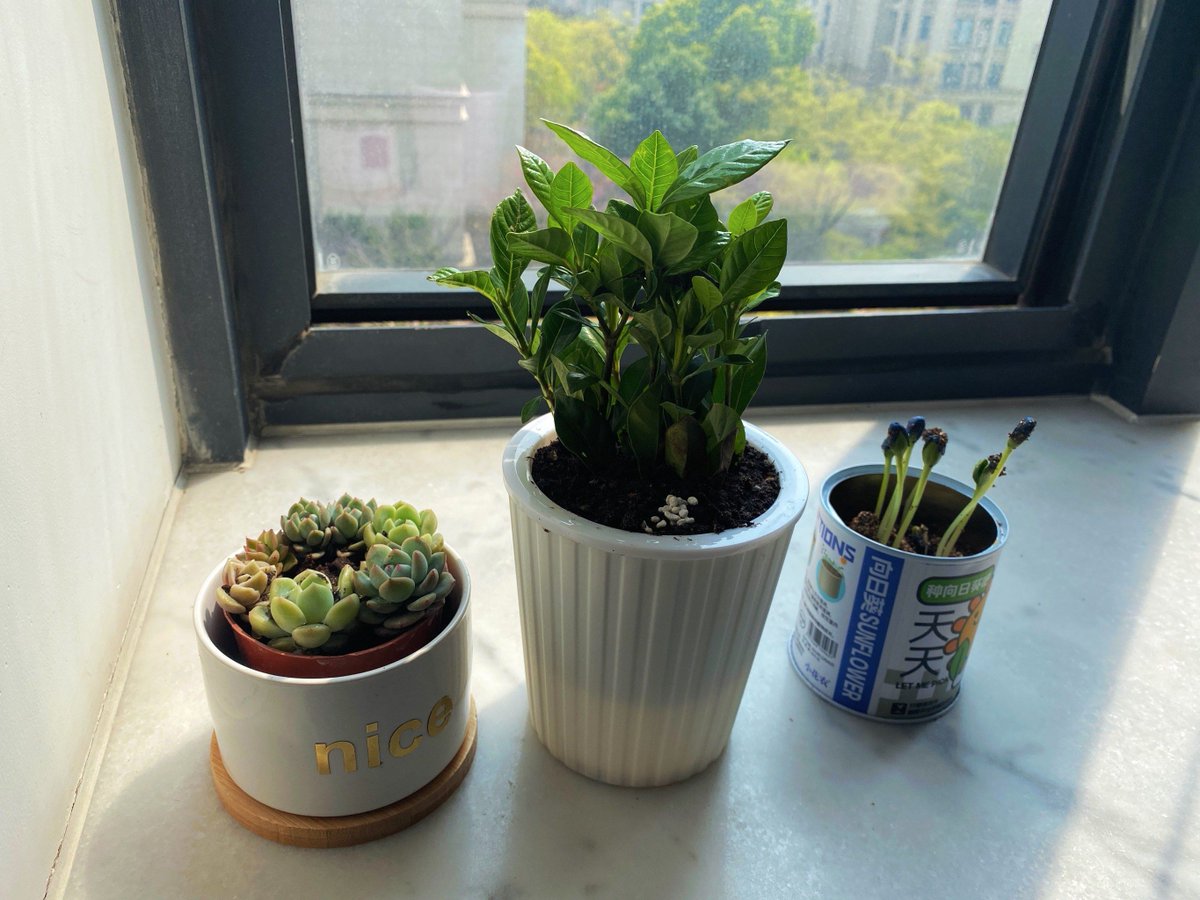 NicolaTony19954's tweet photo. My desk mate spent 10 mins arguing with the office plant about “not being a good team member” today—turns out he thought it was the new intern assigned to his project. https://t.co/t5r8qcR2dy