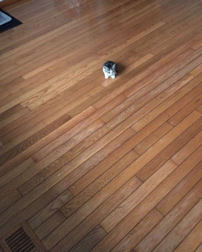 deadlock_TC's tweet photo. @Qostine so smol https://t.co/R71OKga9WI