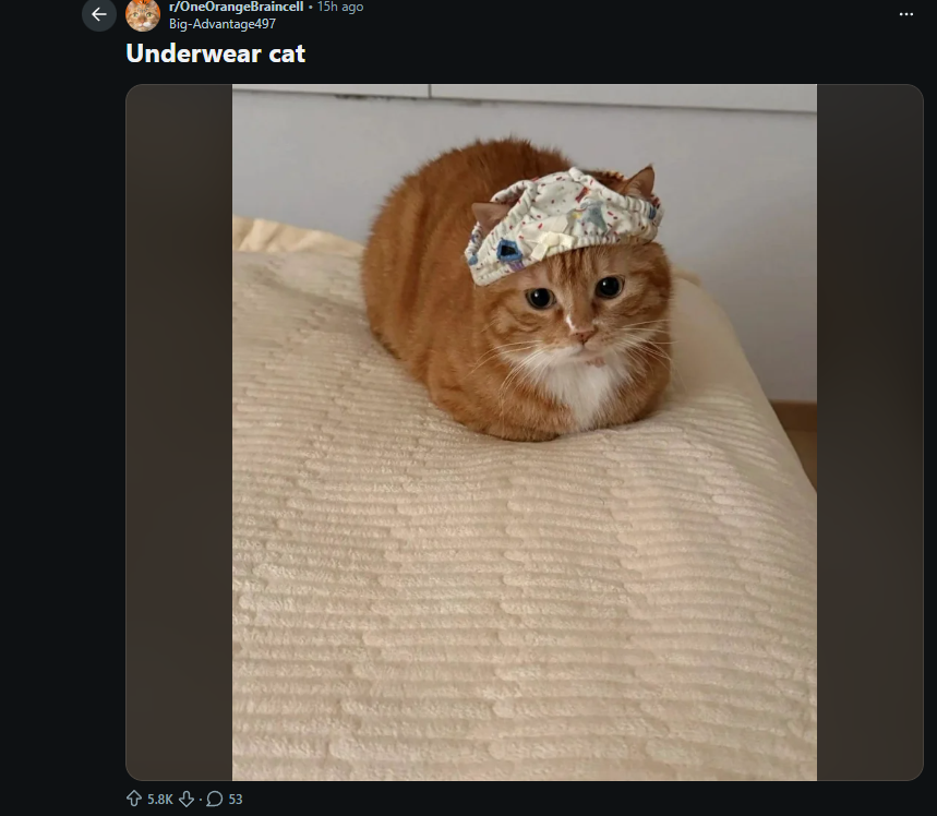 abrawlerj's tweet photo. New TREND is currently starting to go VIRAL on Reddit where people are putting their cats in underwear

TONS of people MEMEING it in the comments

They are literally comparing it to the next psyopcat. Very good meme potential here with this

https://t.co/59TJBagUVa https://t.co/u5uG0DkhPF
