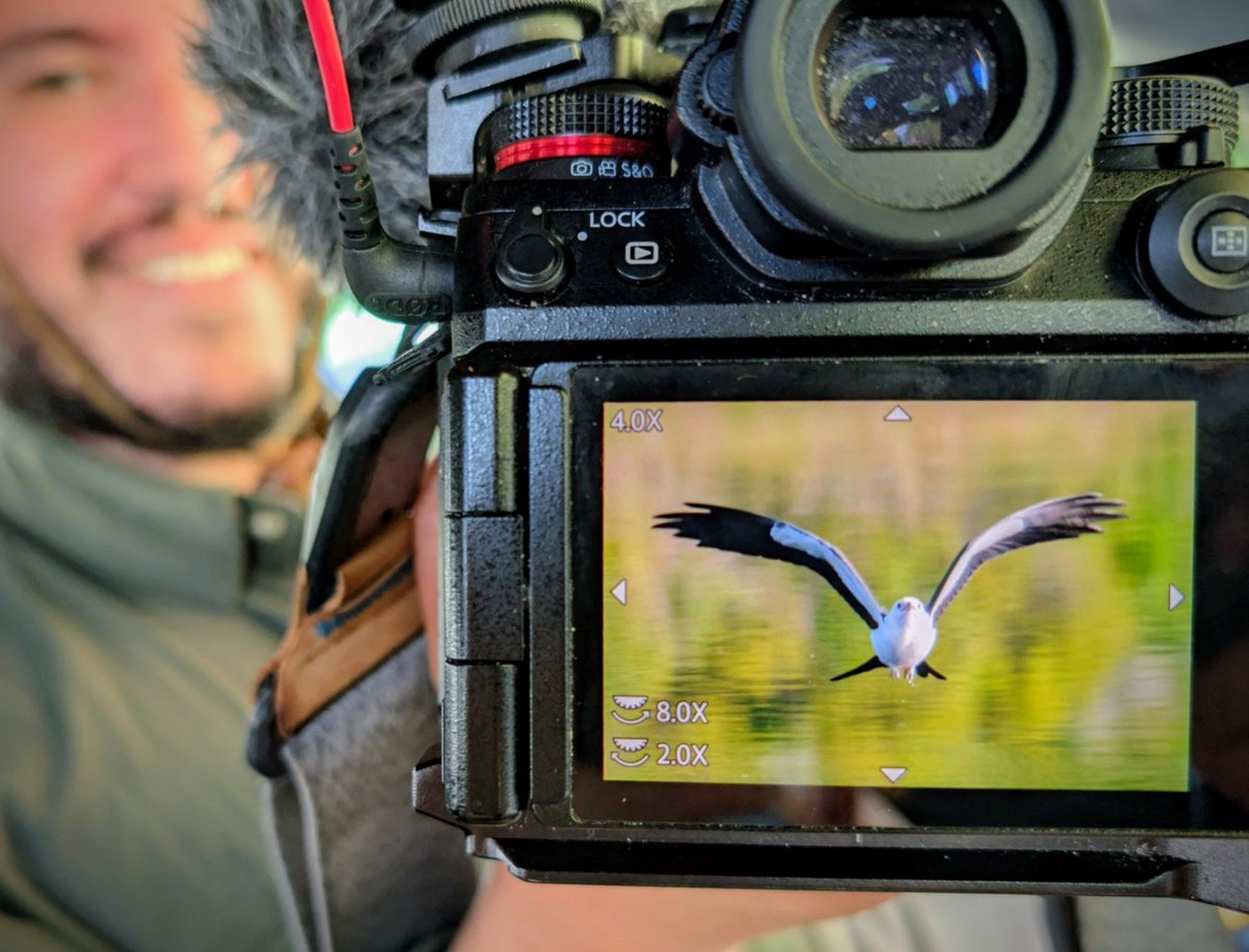 actionxander's tweet photo. Watched swallow-tailed kites descend slowly over the slough this morning, hunting for a sip of water on the wing. The window to catch that splashdown moment is brutally tight and I missed those shots. But the in-flight captures more than made up for it. https://t.co/kz3VYcVjSL